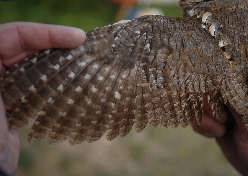 European Scops Owl, Sundre 20110531